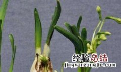 水仙球茎保存方法 保存茎的步骤介绍