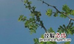 花椒树移栽方法花椒树为什么栽不活 花椒树移栽方法