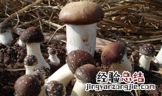 大球盖菇腌渍方法 具体的步骤是怎样的