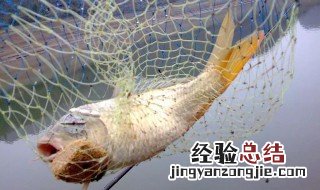 鲤鱼打窝制作方法 怎样才能更到地用饵料和打窝