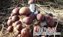 大球盖菇保鲜方法 大球盖菇保鲜方法是什么呢