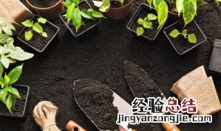 种子怎么种出盆栽 籽怎么种小盆栽