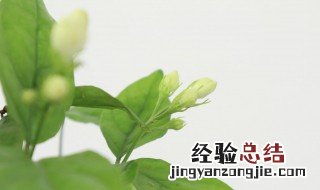 茉莉花叶发黄应怎么办 茉莉花叶黄了怎么办小窍门