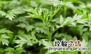 艾草和蒿草的区别是什么 艾草和蒿草是一种植物吗