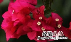 广东珠海市花 珠海市市花是什么花