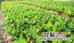 早春油菜如何管理才能高产 早春盆种油菜方法