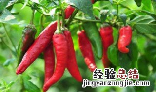 辣椒分类 辣椒种类及特点辣度