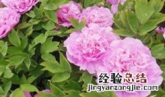 菏泽市的市花是什么花 菏泽的市花是哪种花