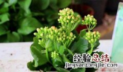 长寿花种子种植时间和方法 长寿花种子种植时间和方法图片