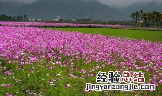 小野花的种植方法 种植的时候有什么要注意的