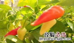 辣椒盆栽种植方法图文 辣椒盆栽种植的方法