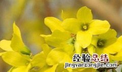 迎春花是哪个市的市花 迎春花是什么市的市花