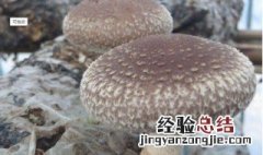 家养蘑菇种植方法 蘑菇种植方法是怎样的