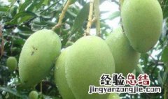 青芒果怎么保存才不会烂 保存芒果的方法