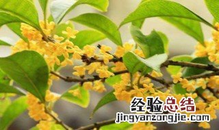 鲜桂花怎么保存香味 鲜桂花保存香味地的方法