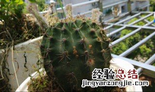 仙人球有黄斑该怎么办 仙人球有黄斑如何处理