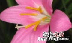 中国龙兰花几月份开花 中国龙兰花花期在几月份