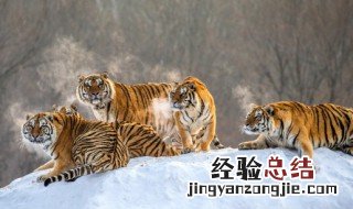 男人梦见两只老虎什么意思 梦见两只老虎什么意思