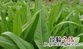 紫红油麦菜种植方法 紫红油麦菜种植方法视频