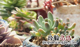 八千代多肉的扦插方法 多肉八千代怎么繁殖