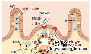 人体最大的器官是什么脑根急转弯 人体最大的器官是