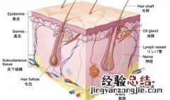 人体最大的器官是什么人体骨头有多少块 人体最大的器官是