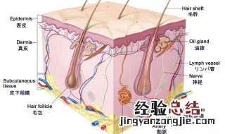 人体最大的器官是什么人体骨头有多少块 人体最大的器官是