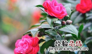 茶花树的养殖方法和注意 茶花树的养殖方法和注意点