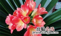 君子兰开完花后换盆方法 君子兰开完花换土行吗