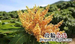 芒果催花方法 应使用什么药