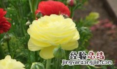 芹叶花种植方法 芹叶花种植方法