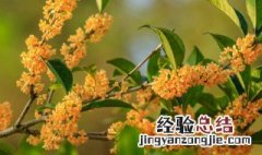 桂花怎么做记录卡 桂花记录卡怎么写作文