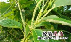 栗子花味道是什么梗 栗子花味是什么梗