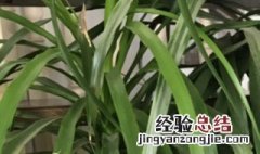 龙血树怎么修剪造型 龙血树怎么修剪