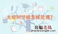 光棍树烂根怎样处理 烂根的主要原因是什么