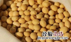 大豆渣怎么做肥料 大豆渣怎么做肥料最好