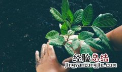 属蛇卧室放什么植物好 属蛇人卧室放什么植物