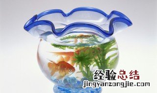 办公室鱼缸摆放位置风水禁忌 办公室鱼缸摆放位置风水禁忌,这些你都知道吗?