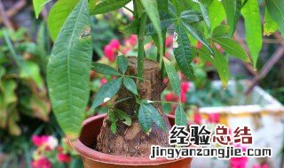 发财树的种植技巧大全 发财树种植方法与技巧