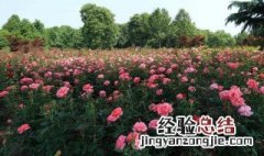 杭州的市花是哪种花 杭州市有几个花市