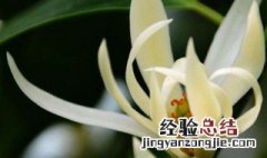 上海市的市花是什么花 上海的市花是什么花啊花