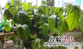 茉莉花叶子枯萎怎么办 看是什么原因