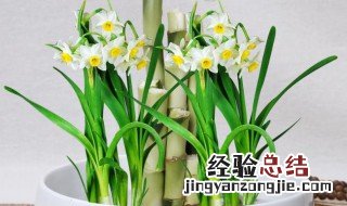 水仙花如何养殖 水仙花的养殖方法水培