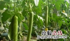 丝瓜种子怎么种植方法 丝瓜种子最简单种植方法