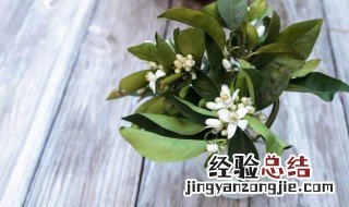 橙花瑞香下山桩怎么种 这些注意点你知道么？