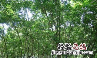 橡胶树的栽培方法 橡胶树的栽培方法图解