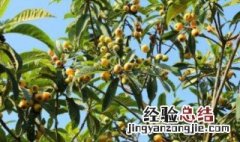 多菌灵能喷果树吗 多菌灵可以浇枇杷树吗