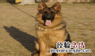 犬类智商排行榜 犬类智商排行榜谁第一