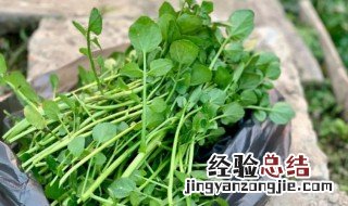 茼蒿菜什么时候播种最合适