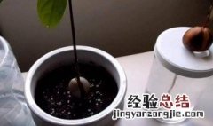 牛油果种子催芽方法 牛油果种子多长时间发芽